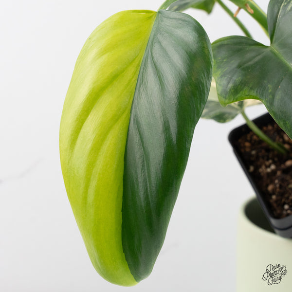Philodendron Bipennifolium Variegated 'Violin' (aka Horse Head Philo) (wk37-B)