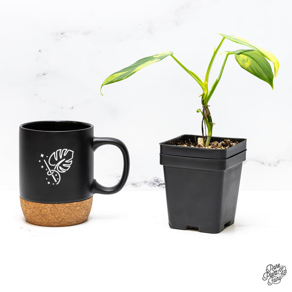 Philodendron Bipennifolium Variegated 'Violin' (aka Horse Head Philo) (wk45-AA)