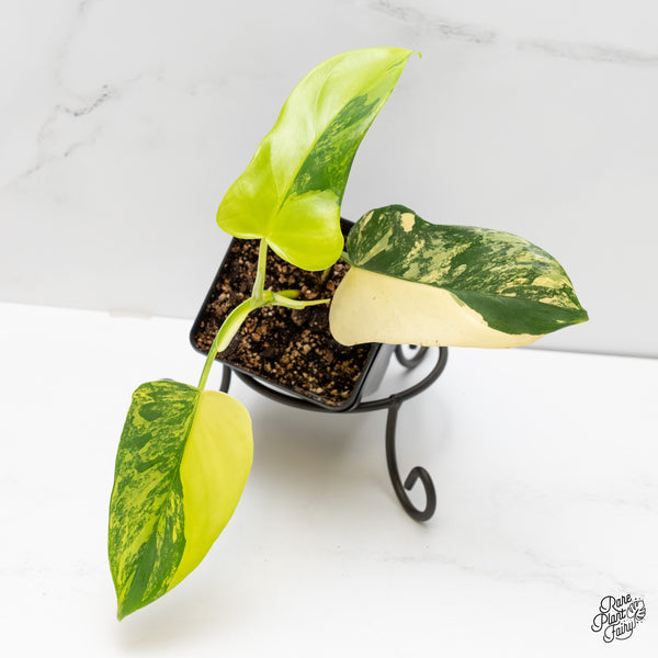 Philodendron Bipennifolium 'Violin' Variegated (aka Horse Head) (wk6-G)