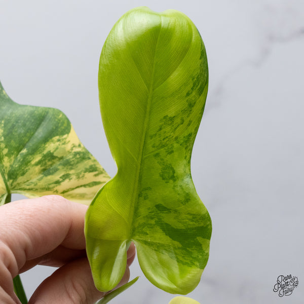 Philodendron Bipennifolium Variegated 'Violin' (aka Horse Head Philo) (wk35-E)