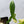 Philodendron Bipennifolium Variegated 'Violin' (aka Horse Head Philo) (wk35-E)