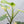 Philodendron Bipennifolium Variegated 'Violin' (aka Horse Head Philo) (wk35-E)