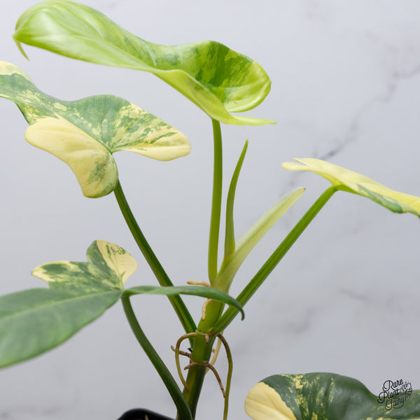 Philodendron Bipennifolium Variegated 'Violin' (aka Horse Head Philo) (wk35-E)