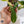 Philodendron Bipennifolium Variegated 'Violin' (aka Horse Head Philo) (wk35-E)