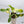 Philodendron Bipennifolium Variegated 'Violin' (aka Horse Head Philo) (wk35-E)