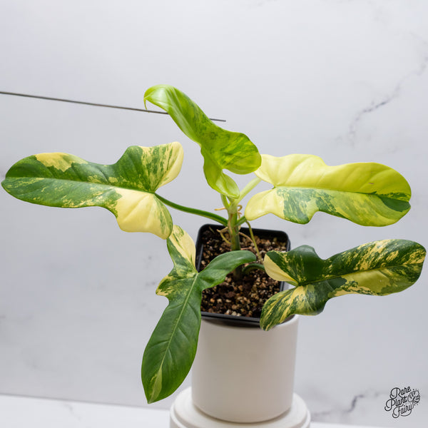 Philodendron Bipennifolium Variegated 'Violin' (aka Horse Head Philo) (wk35-E)