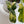 Philodendron Bipennifolium Variegated 'Violin' (aka Horse Head Philo) (wk35-E)