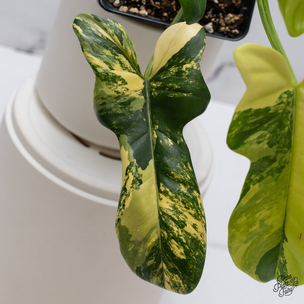 Philodendron Bipennifolium Variegated 'Violin' (aka Horse Head Philo) (wk35-E)