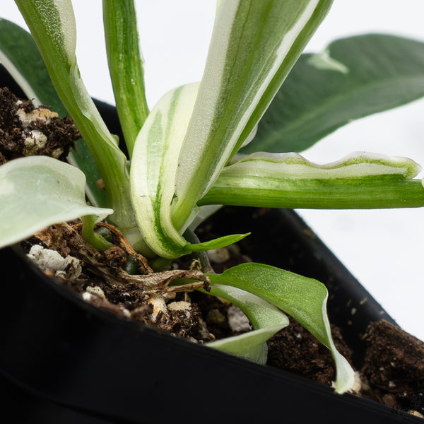 Philodendron 'Tortum' Albo Variegated *One Offset* (wk32-AA)