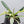 Philodendron 'Tortum' Albo Variegated *One Offset* (wk32-AA)