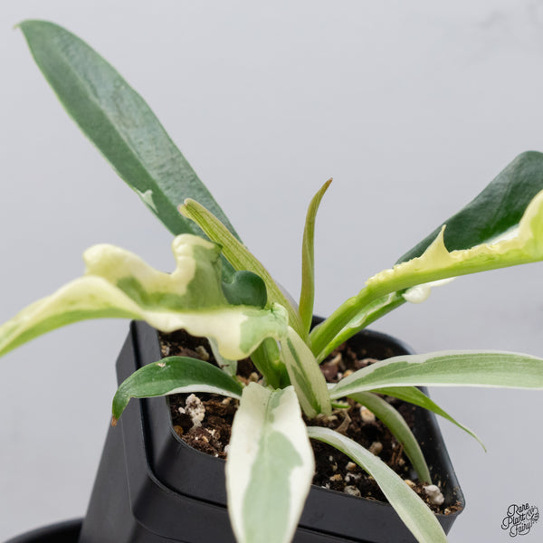 Philodendron 'Tortum' Albo Variegated *One Offset* (wk32-AA)