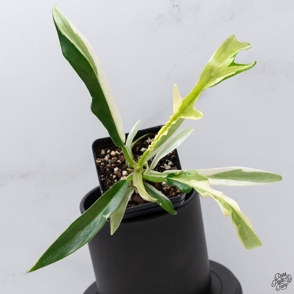 Philodendron 'Tortum' Albo Variegated *One Offset* (wk32-AA)