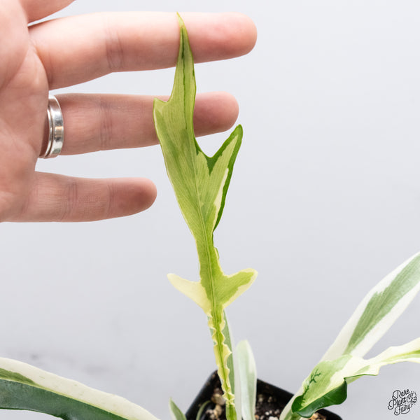 Philodendron 'Tortum' Albo Variegated *One Offset* (wk32-AA)