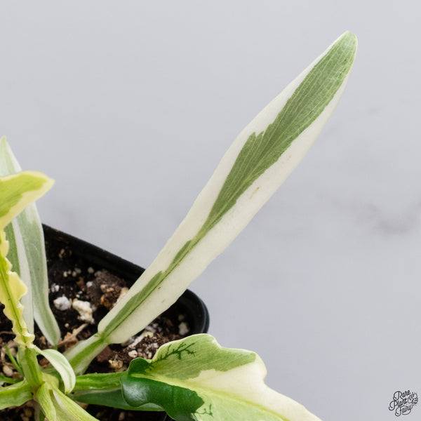 Philodendron 'Tortum' Albo Variegated *One Offset* (wk32-AA)