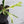 Philodendron 'Tortum' Albo Variegated *One Offset* (wk32-AA)