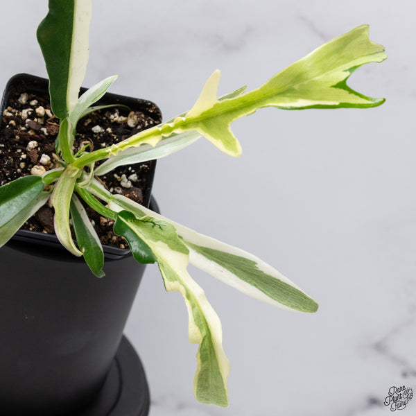 Philodendron 'Tortum' Albo Variegated *One Offset* (wk32-AA)
