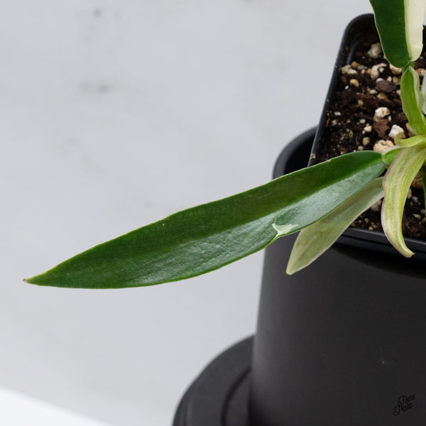 Philodendron 'Tortum' Albo Variegated *One Offset* (wk32-AA)