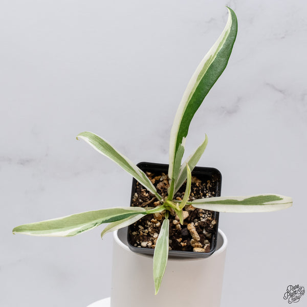 Philodendron 'Tortum' Albo Variegated (wk33-N)