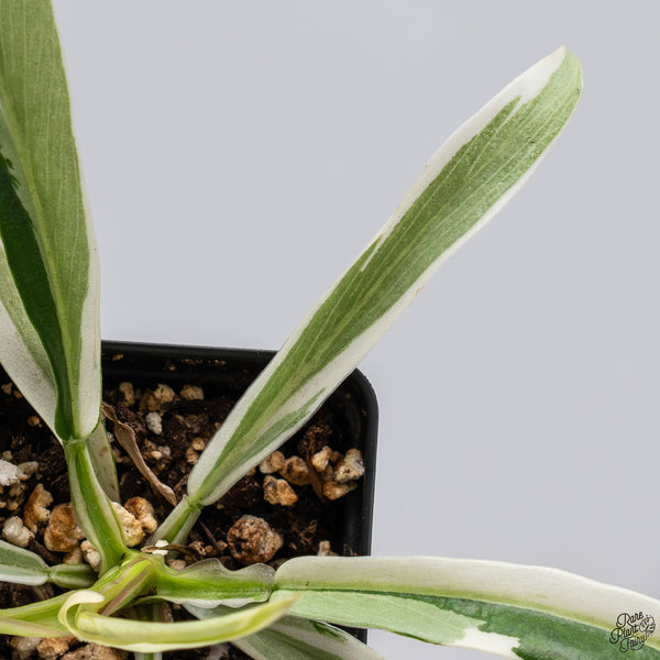 Philodendron 'Tortum' Albo Variegated (wk33-N)