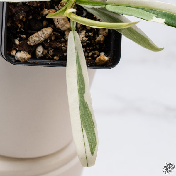 Philodendron 'Tortum' Albo Variegated (wk33-N)