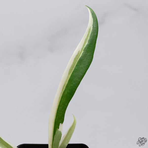 Philodendron 'Tortum' Albo Variegated (wk33-N)