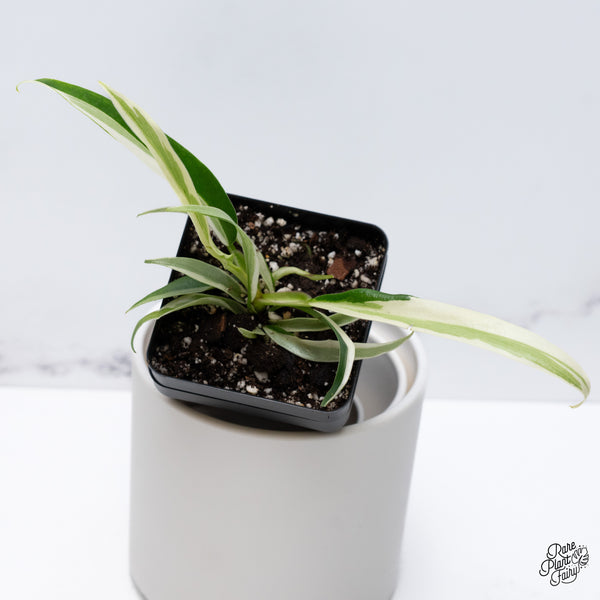 Philodendron 'Tortum' Albo Variegated (wk36-N)