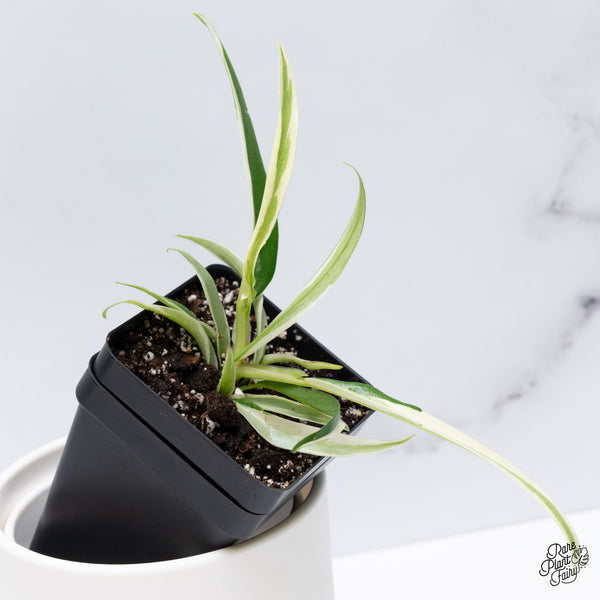 Philodendron 'Tortum' Albo Variegated (wk36-N)