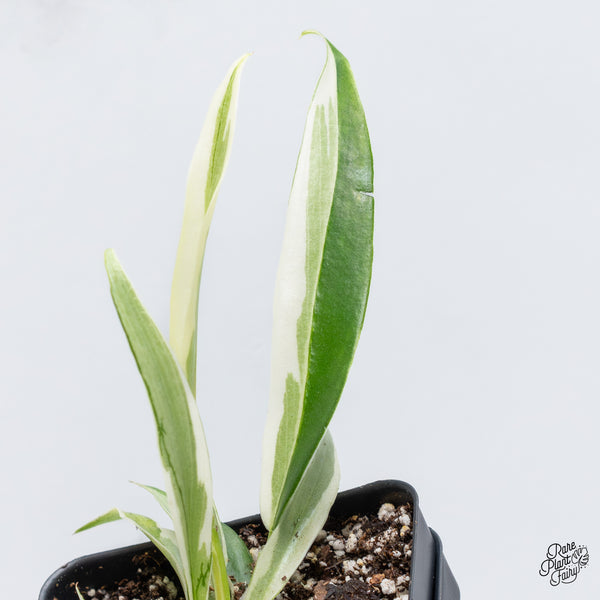 Philodendron 'Tortum' Albo Variegated (wk36-N)
