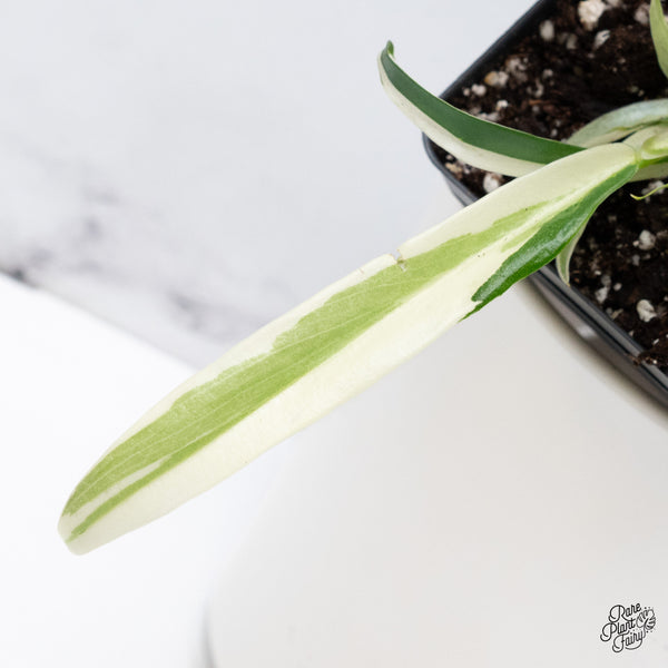 Philodendron 'Tortum' Albo Variegated (wk36-N)
