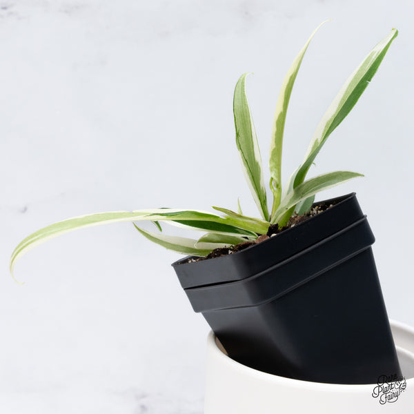 Philodendron 'Tortum' Albo Variegated (wk36-N)