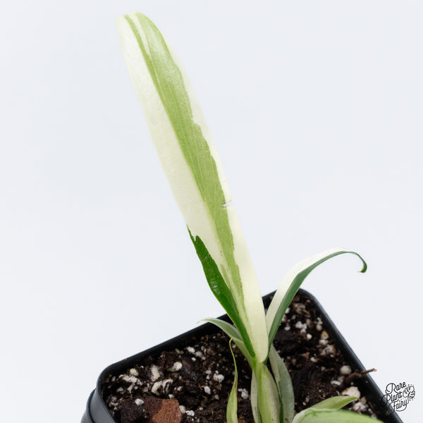 Philodendron 'Tortum' Albo Variegated (wk36-N)