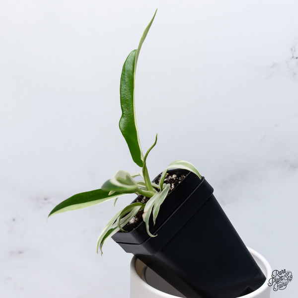 Philodendron 'Tortum' Albo Variegated (wk36-O)