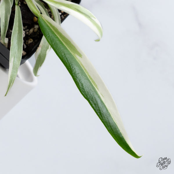 Philodendron 'Tortum' Albo Variegated (wk36-O)