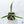 Philodendron 'Tortum' Albo Variegated (wk36-O)