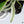 Philodendron 'Tortum' Albo Variegated (wk36-O)