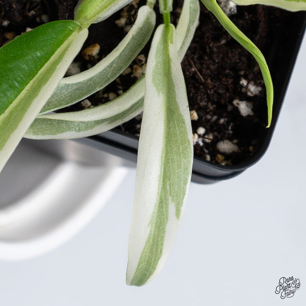 Philodendron 'Tortum' Albo Variegated (wk36-O)