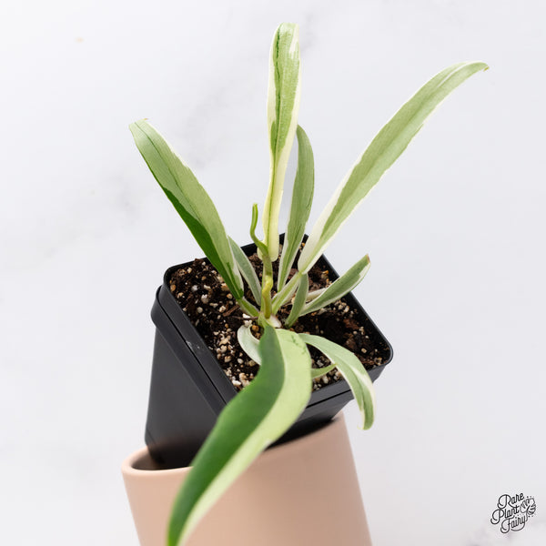 Philodendron 'Tortum' Albo Variegated (wk36-L)