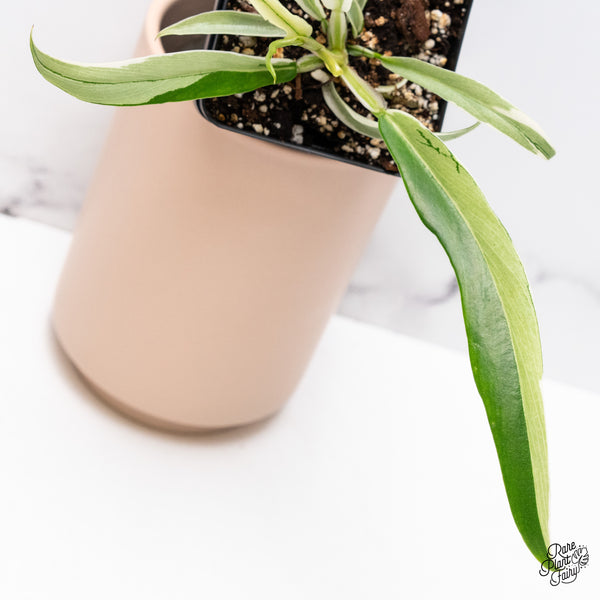 Philodendron 'Tortum' Albo Variegated (wk36-L)