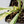 Philodendron 'Tortum' Albo Variegated (wk36-L)