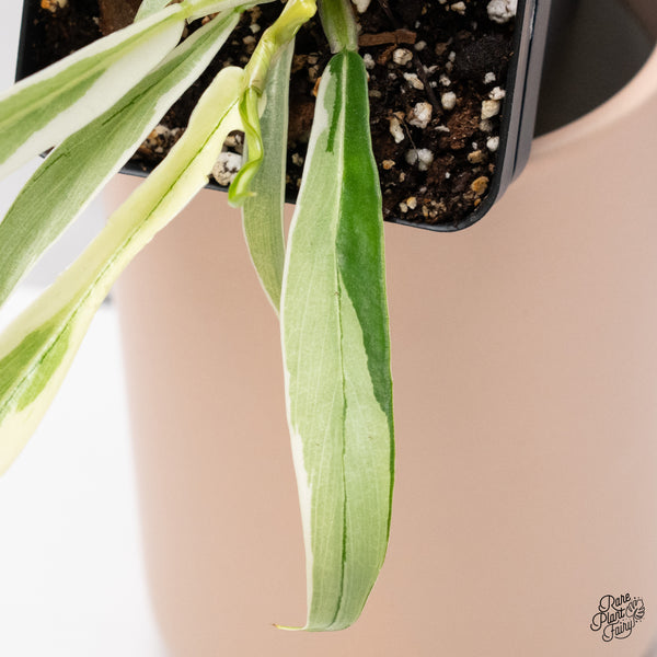 Philodendron 'Tortum' Albo Variegated (wk36-L)