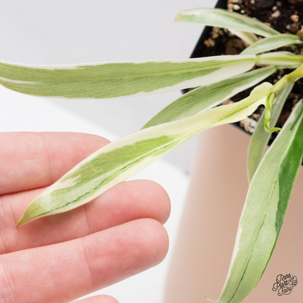 Philodendron 'Tortum' Albo Variegated (wk36-L)
