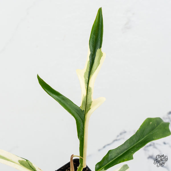 Philodendron 'Tortum' Albo Variegated (wk46-B)