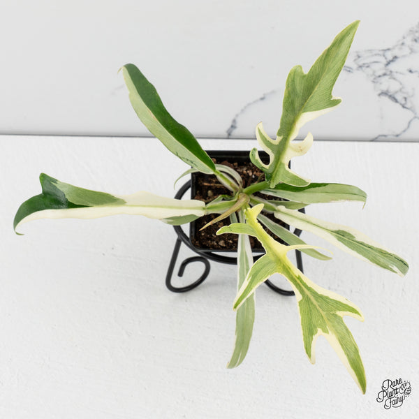 Philodendron Bipinnatifidum 'Tortum' Albo Variegated (wk47-C)