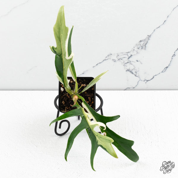 Philodendron Bipinnatifidum 'Tortum' Albo Variegated (wk48-N)