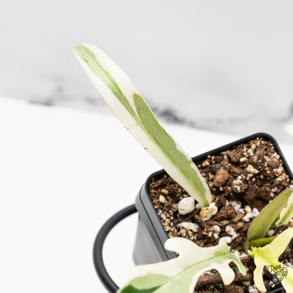 Philodendron Bipinnatifidum 'Tortum' Albo Variegated (wk51-K)