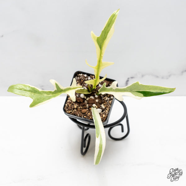 Philodendron Bipinnatifidum 'Tortum' Albo Variegated (wk51-K)