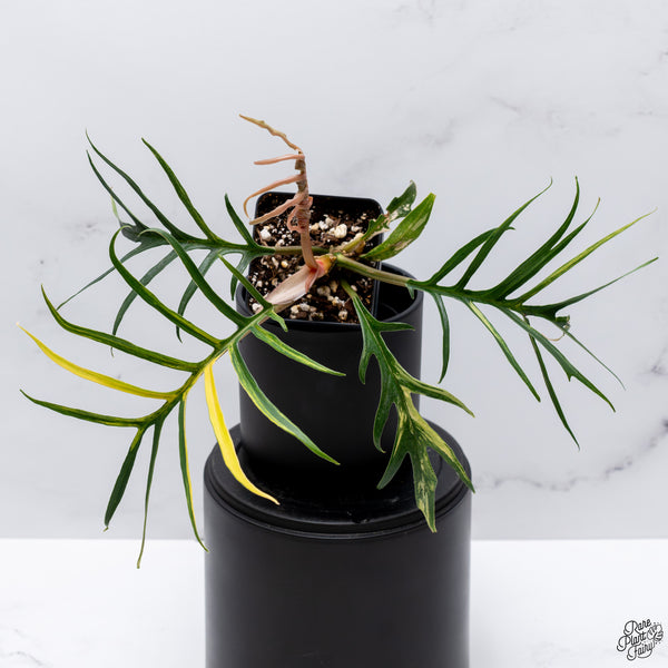 Philodendron 'Tortum' Variegated (wk32-Y)