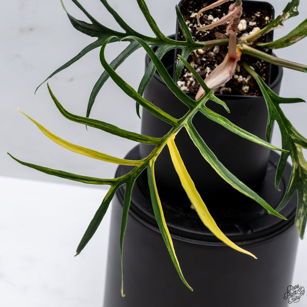 Philodendron 'Tortum' Variegated (wk32-Y)