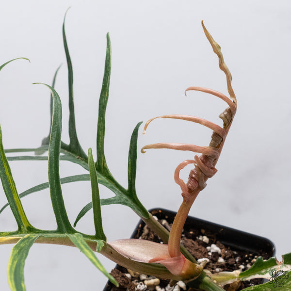 Philodendron 'Tortum' Variegated (wk32-Y)
