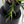 Philodendron 'Tortum' Variegated (wk32-Y)
